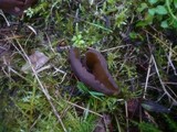 Otidea mirabilis image