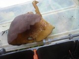 Otidea mirabilis image