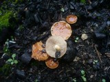 Pholiota highlandensis image