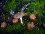 Pholiota highlandensis image