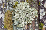 Cetrelia cetrarioides image