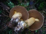 Suillus variegatus image
