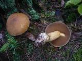Suillus variegatus image