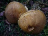Suillus variegatus image
