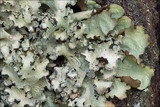 Cetrelia cetrarioides image
