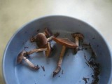 Cortinarius depressus image