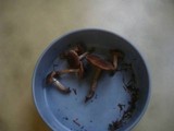 Cortinarius depressus image
