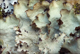 Cetrelia cetrarioides image