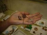 Entoloma coelestinum image