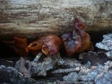 Gyromitra infula image