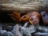 Gyromitra infula image