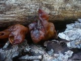 Gyromitra infula image