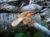 Gyromitra infula image