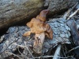 Gyromitra infula image