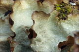 Cetrelia cetrarioides image