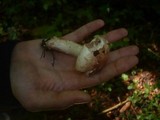 Hygrophorus russula image