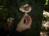 Hygrophorus russula image