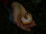 Hypomyces deformans image