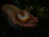Hypomyces deformans image