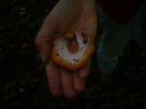 Hypomyces deformans image