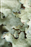 Cetrelia cetrarioides image