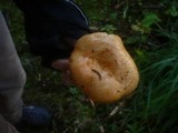 Lactarius salmonicolor image