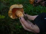 Lactarius salmonicolor image