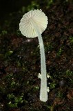 Mycena chloroxantha image