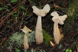 Helvella crispa image