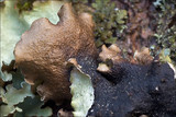Cetrelia cetrarioides image