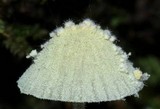 Mycena chloroxantha image
