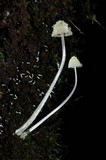 Mycena chloroxantha image