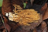Ramaria stricta image