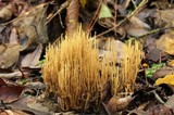 Ramaria stricta image