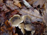 Tricholoma saponaceum image