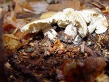 Tricholoma saponaceum image