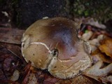 Tricholoma saponaceum image