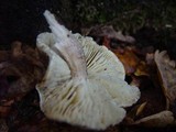 Tricholoma saponaceum image