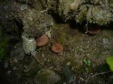 Naucoria alnetorum image