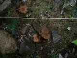 Naucoria alnetorum image