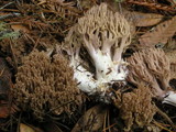 Ramaria violaceibrunnea image