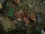 Naucoria alnetorum image