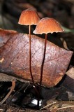 Marasmius siccus image