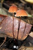 Marasmius siccus image