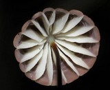 Marasmius siccus image