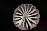 Marasmius siccus image