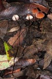 Marasmius siccus image
