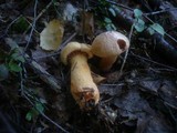 Chroogomphus rutilus image