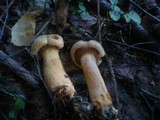 Chroogomphus rutilus image