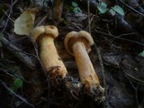 Chroogomphus rutilus image